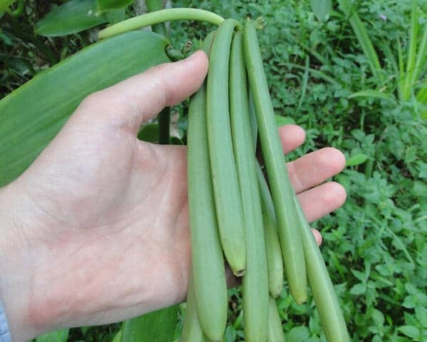 Ist Vanille eine Frucht? Tatsächlich zählt Vanille zu den Fruchtgewürzen